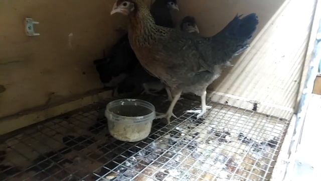 Новые несушки с голубым яйцом смотреть онлайн
