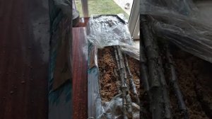 Зимняя окулировка яблони сорт Пинк Перл