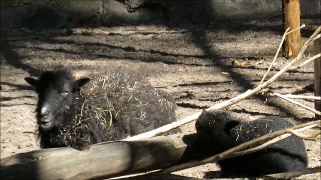 У нубийских коз и карликовых баранов пополнение 10.05.2023 смотреть онлайн