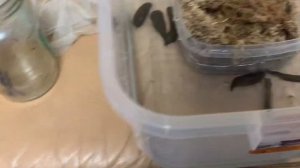 Разведение пиявок дома. Год второй.