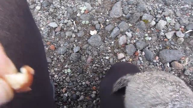 Kamchatka Lemming смотреть онлайн