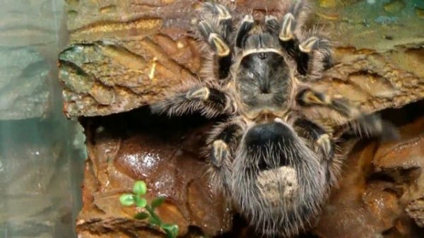 Паук птицеед Grammostola aureostriata Grammostola pulchripes