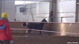 Цахур-Шаэль