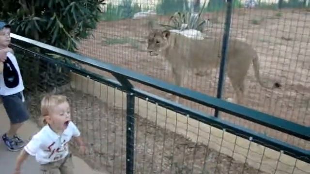 Львы охотятся смотреть онлайн