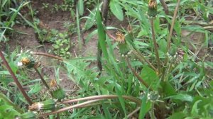 Размножение ЧЕРЕШНИ черенками! Возможно ли?