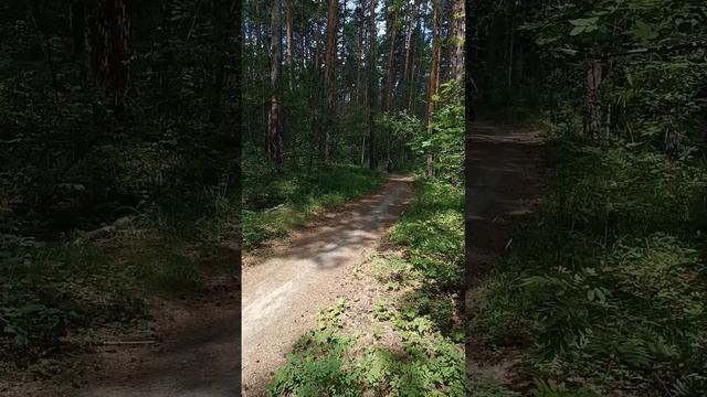 Незабываемая велопрогулка в лесопарк Шарташ ??? смотреть онлайн