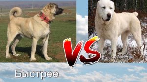 Кангал против Алабая#собачьибои#собаки#кангалпротивалабая