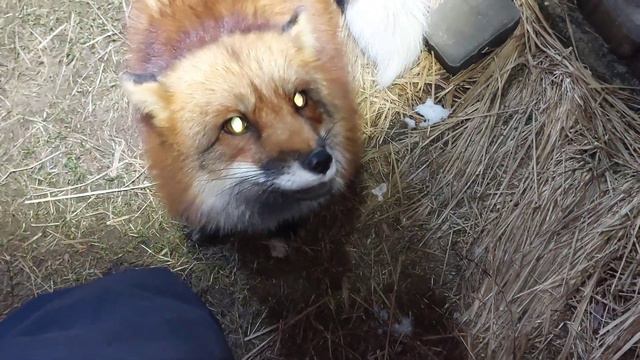 ЛисЯша ласкается смотреть онлайн