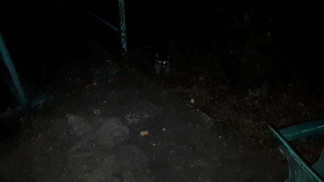 Енот вернулся за печенькой. Чудесная Фауна России. Краснодарский край. смотреть онлайн