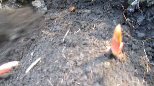 ПОСАДКА ЛИЛИИ ОСЕНЬЮ. ОСОБЕННОСТИ. КУРСЫ. смотреть онлайн