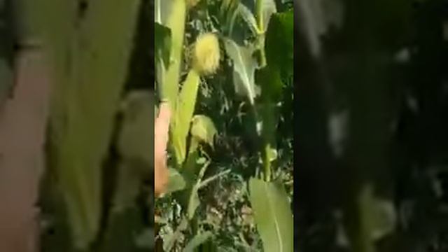 Удобрения для сладкой кукурузы. смотреть онлайн