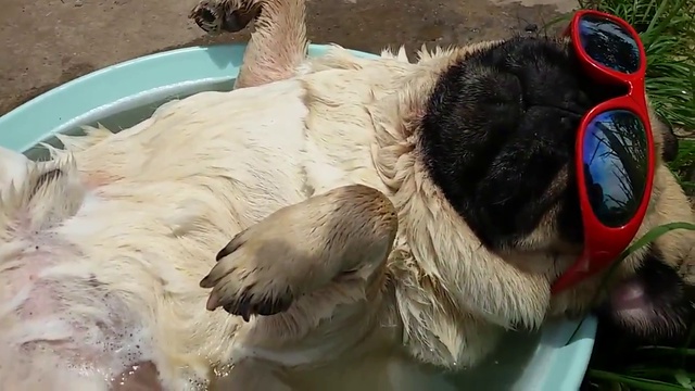 Мопс храпит в тазике смотреть онлайн