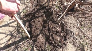 Прикапываем виноградную лозу для дальнейшего размножения