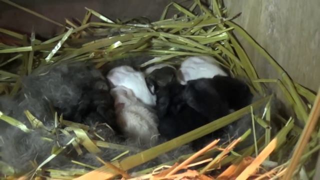 Крольчата 10 дней смотреть онлайн