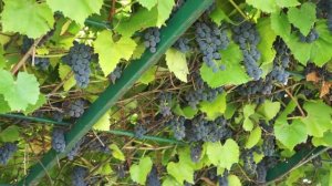 Виноград сорт Альфа (август)