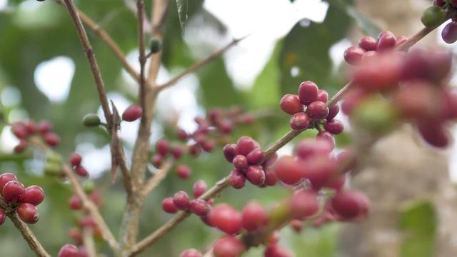 COMSA: Finca Magnolia смотреть онлайн