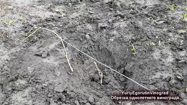 ? Как ПРАВИЛЬНО ОБРЕЗАТЬ однолетний двухлетний САЖЕНЕЦ ВИНОГРАДА. Обрезка винограда на ОБРАТНЫЙ РОС смотреть онлайн