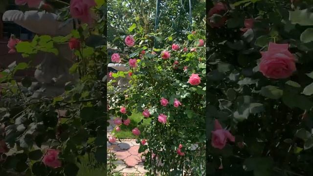 Красавица роза плетистая Лавиния !!! смотреть онлайн