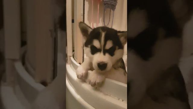 Наш маленький друг хаски смотреть онлайн