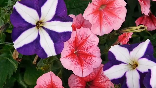 Beautiful Butterfly |Sunflowers|Begonia|Ranunculus WhatsApp Status Video| Amazing Nature Scenery смотреть онлайн