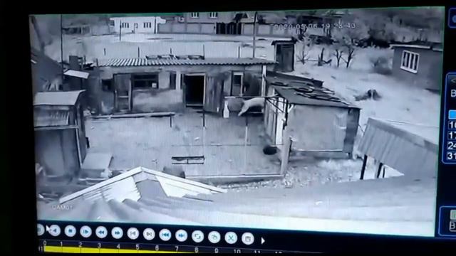 Кавказский волкодав в гневе, побег за 10секунд. смотреть онлайн