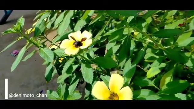 CARPENTER BEE SUCKING NECTAR