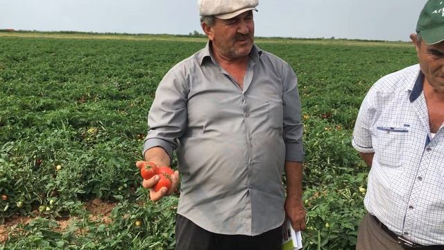 Новинка, томат Фрегата F1 Enza Zaden.