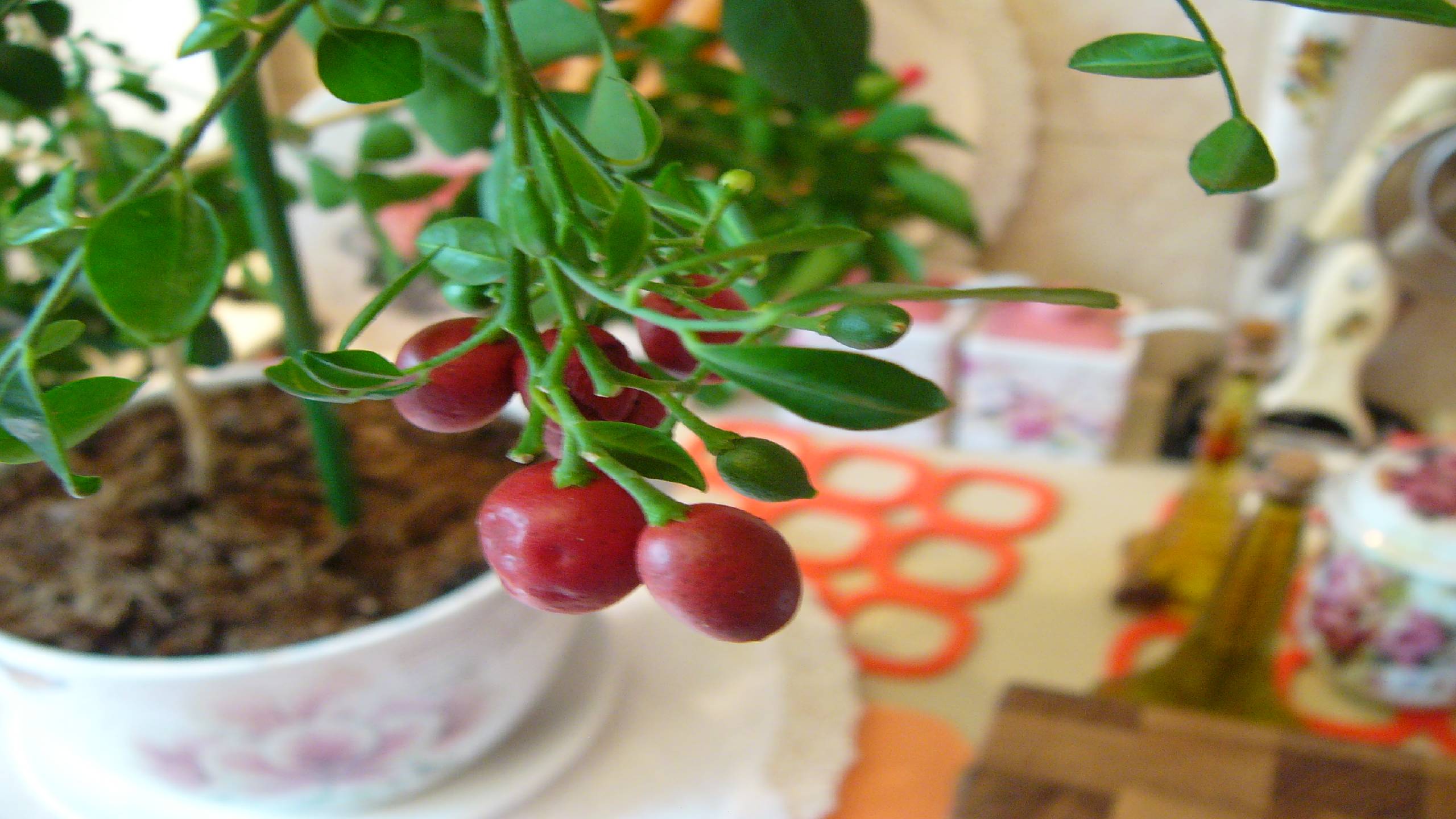 Мурайя в каждый дом. Добро пожаловать. смотреть онлайн