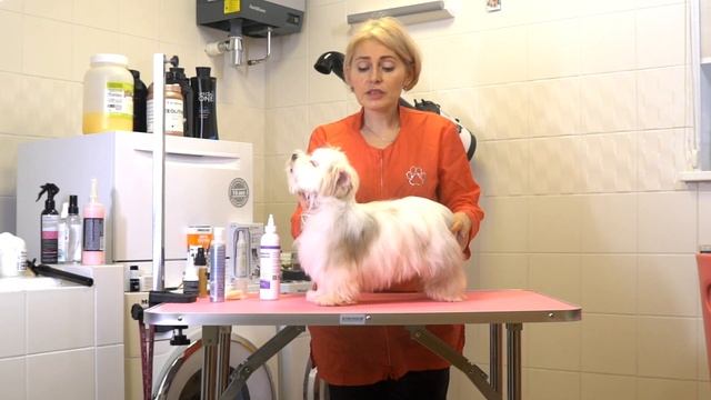 Ежедневный уход за цветным йорком смотреть онлайн