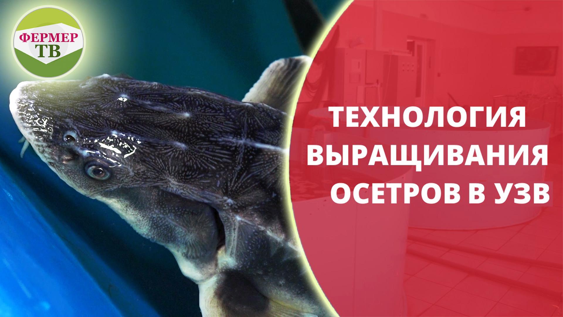 Технология выращивания осетров в УЗВ