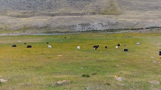 Алтай.Уникальные животные Яки! смотреть онлайн