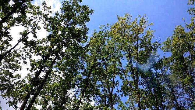 ?ТЕСТ РАЗНЫХ СВИСТУЛЕК ?ЗАПУСКАЕМ СВИСТУЛЬКИ РАКЕТЫ И ВЗРЫВАЕМ ПЕТАРДЫ смотреть онлайн