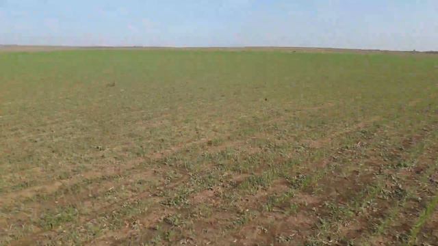 пшеница по гороху смотреть онлайн