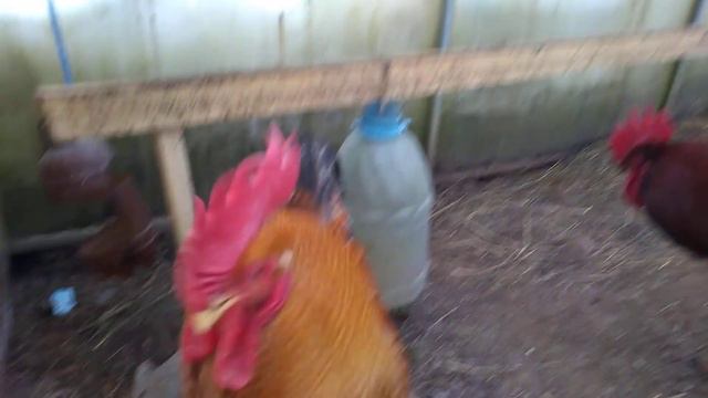 Трусливый петушок с молодняком.