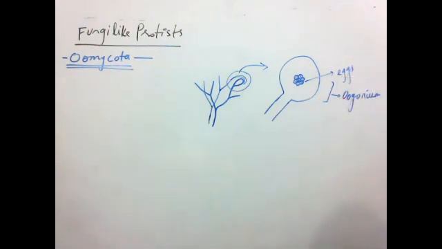 oomycota I BIOLOGY I 1st year ch 7 смотреть онлайн