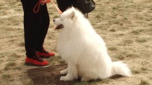 САМОЕД. Плюсы и минусы породы самоедская лайка SAMOED