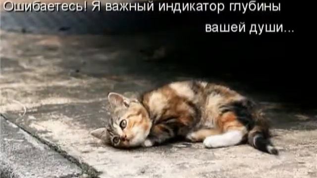 Помогите бедным животным!!!! смотреть онлайн