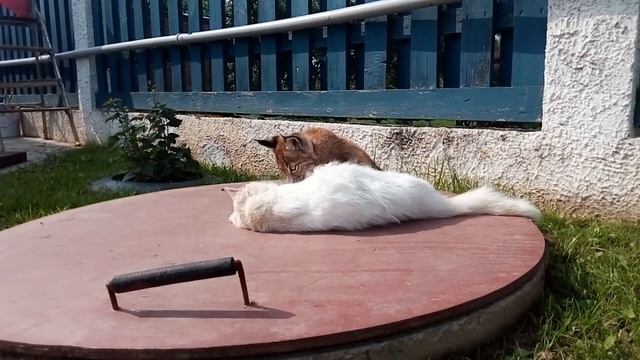 Рысь Даша домашняя Мне 3 месяца Знакомство с кошкой смотреть онлайн