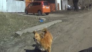Перцовый баллончик Контроль УМ против Собак - 4., Перец. г.Омск Город глазами велосипедиста #144