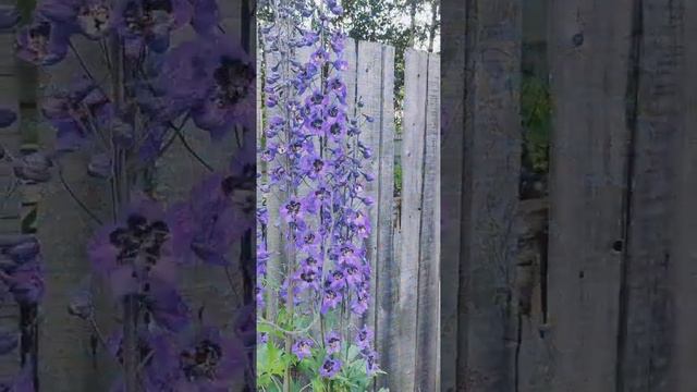 Мои дельфиниумы из семян. смотреть онлайн