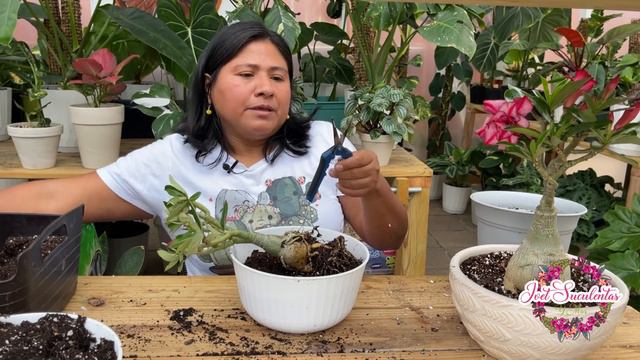 ROSA DEL DESIERTO TIPS PARA FLORACIÓN Asi crece bonito el Adenium obesum смотреть онлайн