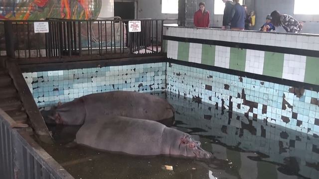 парочка бегемотиков смотреть онлайн