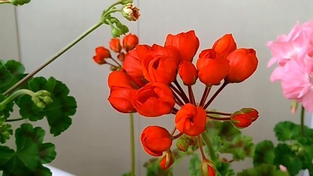 Мои ЦВЕТУЩИЕ ПЕЛАРГОНИИ в июле. Обзор смотреть онлайн