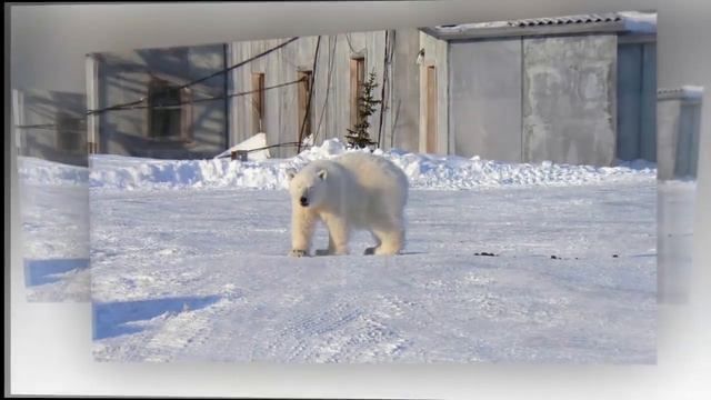 Ямал СПГ в Сабетте смотреть онлайн