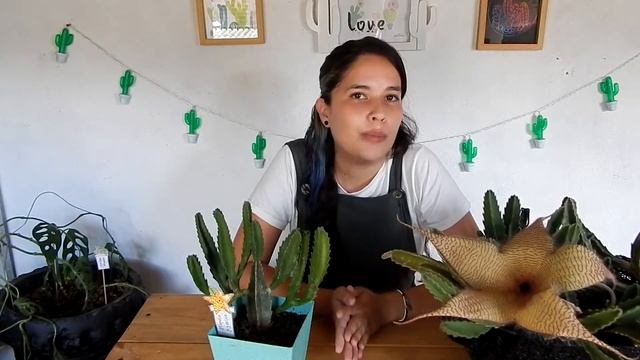 HABLEMOS SOBRE LA STAPELIA GIGANTEA (FLOR DE CARROÑA) ?? | Uraichi смотреть онлайн