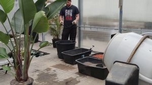 Стрелиция Николая - пересадка в большой 110л  горшок