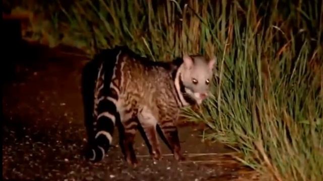 O QUE EXATAMENTE É O CIVET E DE ONDE ELE VEM ? смотреть онлайн