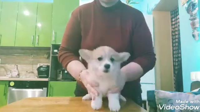 В питомнике продаются щенки суки вельш корги пемброк. смотреть онлайн