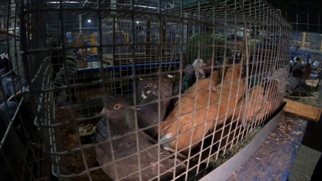 Ярмарка голубей Москва 06.03.21 смотреть онлайн