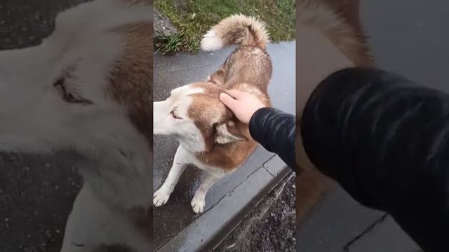 Когда на улице встретил бездомную собаку и хочешь сделать её не бездомной😀 смотреть онлайн